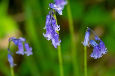 <i>Hyacinthoides non-scripta</i>