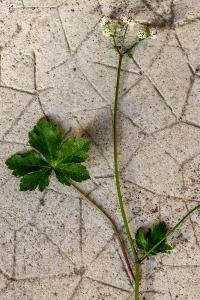 <i>Sanicula europaea</i>