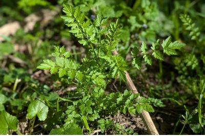 <i>Cardamine impatiens</i>