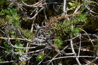 <i>Linum appressum</i>