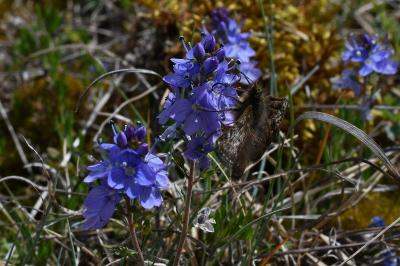 <i>Veronica saturejifolia</i>