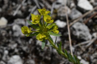 <i>Euphorbia seguieriana</i>
