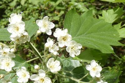 <i>Torminalis glaberrima</i>