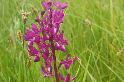 <i>Anacamptis laxiflora</i>