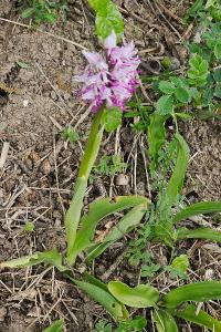 <i>Orchis simia</i>