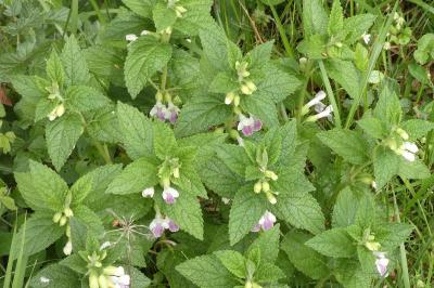 <i>Melittis melissophyllum</i>