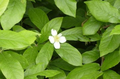 <i>Crataegus germanica</i>