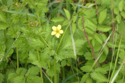 <i>Geum urbanum</i>
