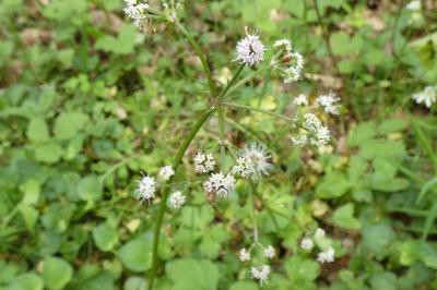 <i>Sanicula europaea</i>