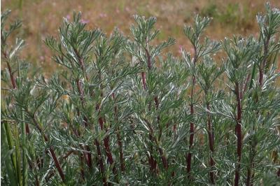 <i>Artemisia campestris</i>
