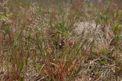 <i>Aira caryophyllea</i>