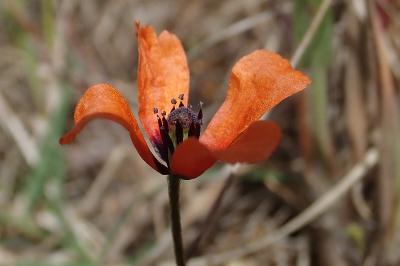 <i>Roemeria argemone</i>