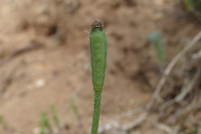 <i>Roemeria argemone</i>