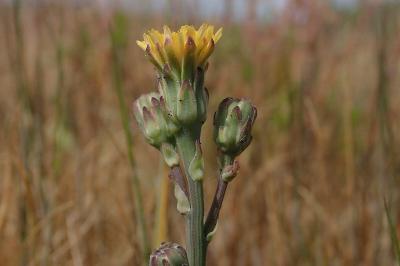 <i>Hypochaeris glabra</i>