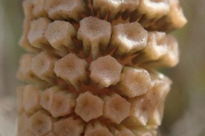<i>Equisetum arvense</i>