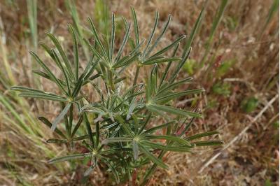 <i>Lupinus angustifolius</i>