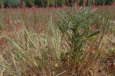 <i>Lupinus angustifolius</i>