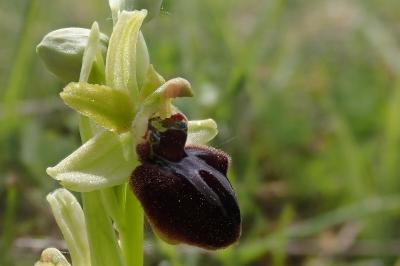 <i>Ophrys aranifera</i>