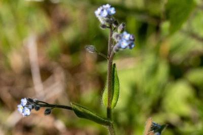 <i>Myosotis arvensis</i>
