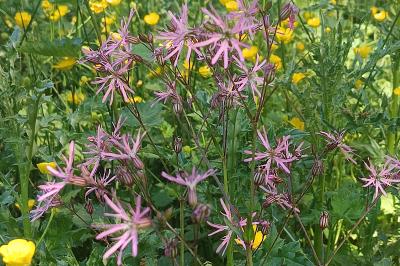<i>Lychnis flos-cuculi</i>