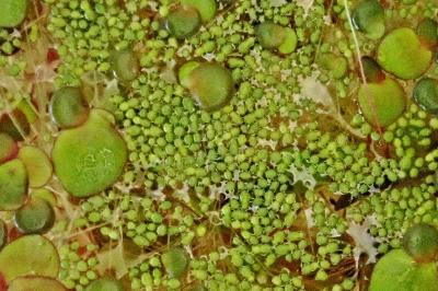 <i>Wolffia arrhiza</i>