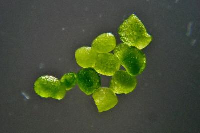 <i>Wolffia arrhiza</i>