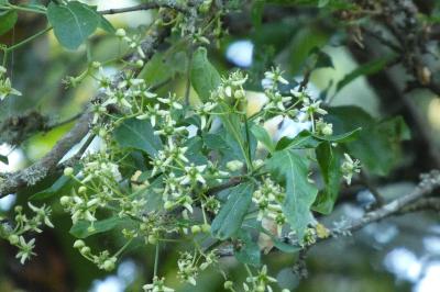 <i>Euonymus europaeus</i>