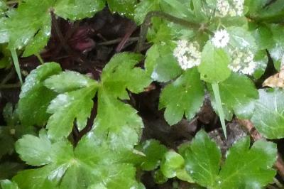 <i>Sanicula europaea</i>