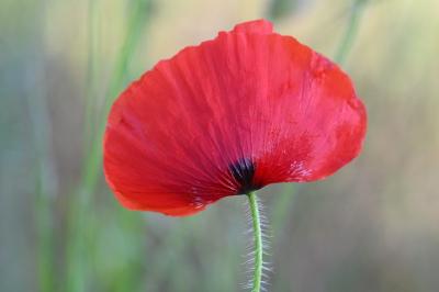 <i>Papaver rhoeas</i>