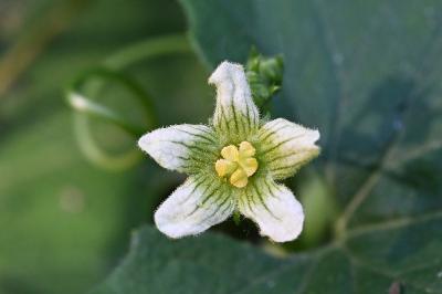 <i>Bryonia dioica</i>