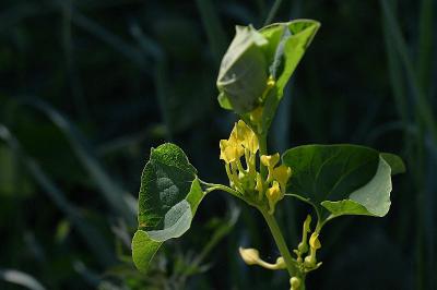 <i>Aristolochia clematitis</i>