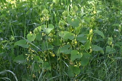 <i>Aristolochia clematitis</i>