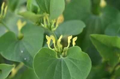 <i>Aristolochia clematitis</i>