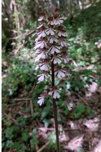 <i>Orchis purpurea</i>