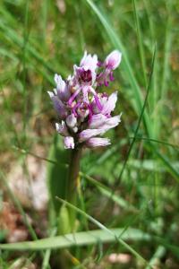 <i>Orchis simia</i>