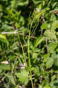 <i>Alliaria petiolata</i>