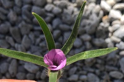 <i>Agrostemma githago</i>