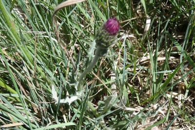 <i>Cirsium dissectum</i>