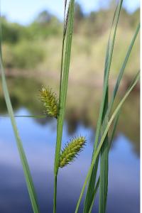 <i>Carex vesicaria</i>