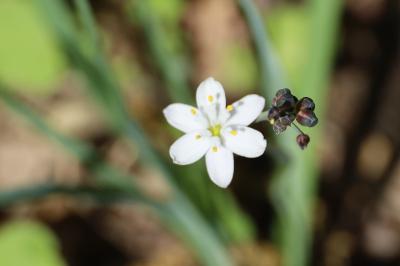 <i>Simethis mattiazzii</i>