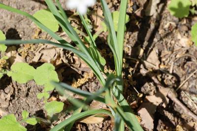 <i>Simethis mattiazzii</i>