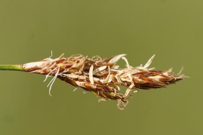 <i>Carex praecox</i>