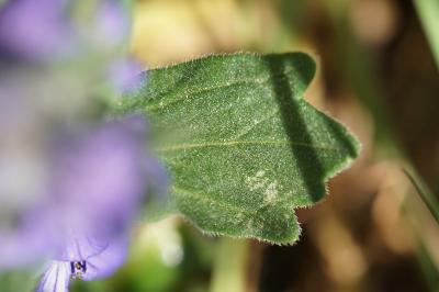 <i>Ajuga genevensis</i>