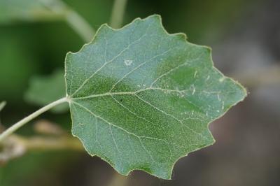 <i>Populus x canescens</i>