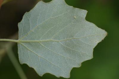 <i>Populus x canescens</i>