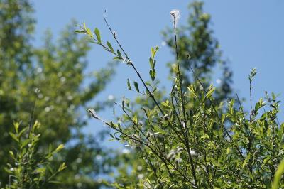 <i>Salix purpurea</i>