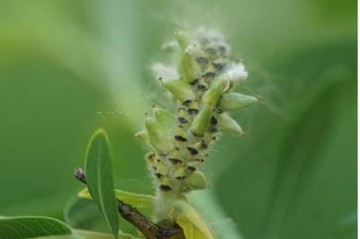 <i>Salix purpurea</i>