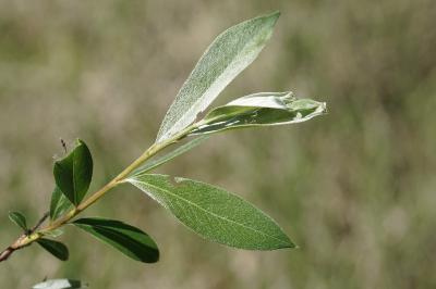 <i>Salix alba</i>