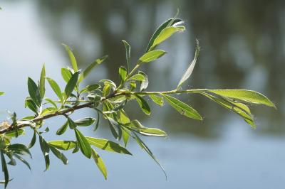 <i>Salix alba</i>