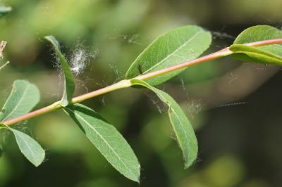 <i>Salix purpurea</i>